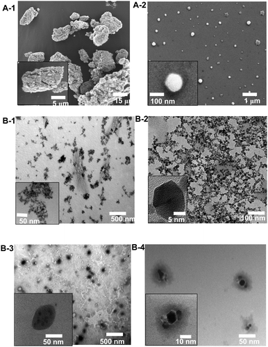 Representative SEM (A) and TEM (B) images of iron oxide nanoparticles. A-1: IONPs dispersed in water without polymer coating, A-2: with a polymer coating (poly(OEG-A); Mn = 62 000 g/mol); B-1: IONPs without polymer coating, B-2: with a polymer coating (poly(OEG-A); Mn = 62 000 g/mol), B-3 and B-4: TEM images of polymer coated IONPs treated with a contrast agent (phosphotungstic acid) demonstrating the polymer coating (poly(OEG-A); Mn = 36 000 g/mol) (the polymer appears in grey) (B-3: IONPs with an original diameter of 8 nm, B-4: IONPs with an original diameter of 13 nm).