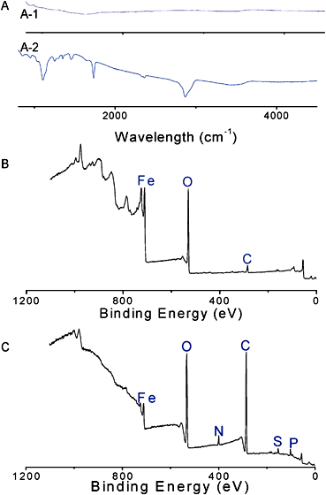 Characterization of the iron oxide nanoparticle surface. A: ATR of surface of iron oxide nanoparticles after attachment of phosphonic acid functionalized poly(OEG-A). A-1: surface of iron oxide nanoparticles; A-2: surface of iron oxide nanoparticles coated with poly(OEG-A) with a molecular weight of 13 000 g/mol; B and C: XPS results of iron oxide nanoparticles (B) before and (C) after attachment of polymer on the surface.