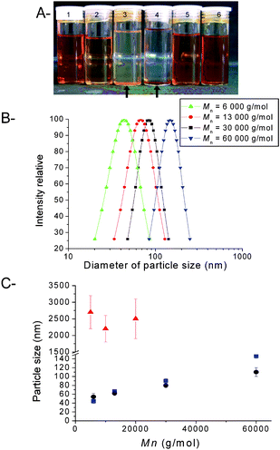 Physical properties of iron oxide nanoparticles (IONPs) coated with poly(OEG-A). A: Picture of IONP solutions: 1 and 2: IONPs (13 nm) stabilized with poly(OEG-A) (Mn = 30 000 g/mol, PDI = 1.22) in water at 2 mg/mL and 0.1 mg/mL concentration, respectively; 3: IONPs (13 nm) without a polymer coating, in water; 4: IONPs (8 nm) without a polymer coating, in water; 5 and 6: IONPs (8 nm) stabilized with poly(OEG-A) (Mn = 30 000 g/mol, PDI = 1.22), in water at 0.5 mg/mL and 2 mg/mL concentration, respectively. B: Size distribution of IONPs (8 nm) stabilized with poly(OEG-A)s having varying molecular weights, assessed by DLS. C: Evolution of the size of IONPs (with two different original diameters: ● 13 nm; ■ 8 nm) with the molecular weight of poly(OEG-A); ▲ IONPs (13 nm) after treatment with a non-functional PEG at varying molecular weights.