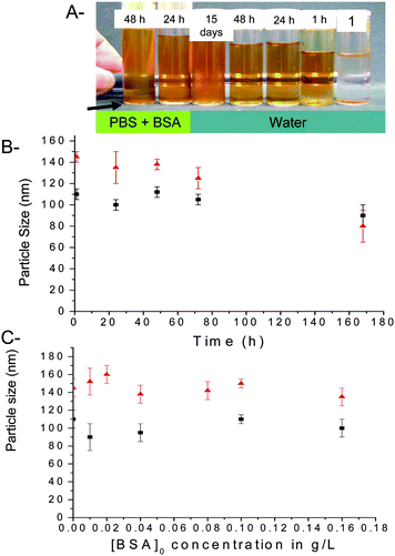 Particle size and stability of iron oxide nanoparticles (IONPs) after coating with poly(OEG-A). A: Pictures of IONPs (original particle diameter: 8 nm, Mn of stabilizing poly(OEG-A): 62 000 g/mol) after incubation in phosphate buffer (concentration 0.1 M, pH = 6.5) containing BSA (0.1 g/L) for varying times. Tube 1 contains the IONPs without polymer after 15 mins. Concentration of IOPNs was fixed at 0.5 mg/mL for all the experiments. B: Evolution of the size of IONPs with time: IONPs (diameter 8 nm, Mn of stabilizing poly(OEG-A): 62 000 g/mol) ▲ in phosphate buffer containing BSA and ■ in water. Arrow shows the time when the precipitation occurs. C: Evolution of the particle size in phosphate buffer (at pH 6.5) containing BSA with increasing BSA concentrations (g/L) for ▲ IONPs (diameter 8 nm, Mn of polymer: 62 000 g/mol) and ■ IONPs (diameter 13 nm, Mn of polymer: 62 000 g/mol).