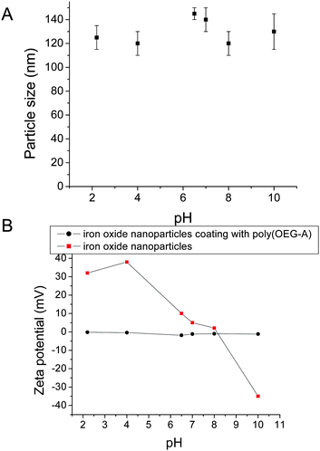 Effect of pH on (A) particle size (nm) of iron oxide nanoparticles with a polymer coating, and (B) zeta potential (mV) of iron oxide nanoparticles with (●) and without (■) a polymer coating (poly(OEG-A) Mn = 62 000 g/mol).