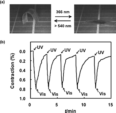 (a) Photographs showing the photoinduced extension and retraction motion of the CLCP laminated film at room temperature. The film extended upon irradiation with UV light and reverted to the initial shape upon irradiation with visible light. Size of the CLCP laminated film: 16 mm × 8 mm; the CLCP laminated part: 6 mm × 5 mm. Thickness of the layers of the film: PE, 50 µm; CLCP, 18 µm. (b) Change in length of the CLCP layer by alternate irradiation with UV (366 nm, 20 mW cm−2) and visible light (>540 nm, 40 mW cm−2) at 30 °C.