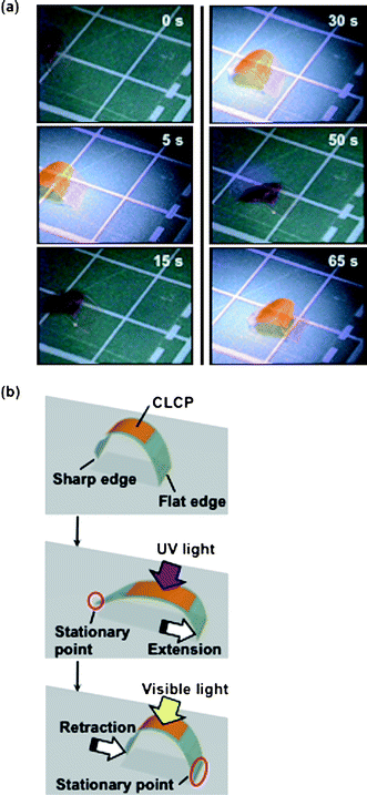 (a) Series of photographs showing time profiles of the photoinduced inchworm walk of the CLCP laminated film by alternate irradiation with UV (366 nm, 240 mW cm−2) and visible light (>540 nm, 120 mW cm−2) at room temperature. The film moved on the plate with 1 cm × 1 cm grid. (b) Schematic illustrations showing a plausible mechanism of the photoinduced inchworm walk of the CLCP laminated film. Upon exposure to UV light, the film extends forward because the sharp edge acts as a stationary point (the second frame), and the film retracts from the rear side by irradiation with visible light because the flat edge acts as a stationary point (the third frame). Size of the film: 11 mm × 5 mm; the CLCP laminated part: 6 mm × 4 mm. Thickness of the layers of the film: PE, 50 µm; CLCP, 18 µm.