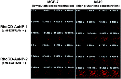 The effect of anti-EGFR antibody and glutathione on the cellular uptake and intracellular release in different cell lines. Time courses of RhoCD fluorescence intensity from CLSM images in MCF-7 cell (low glutathione) and A549 cell (high glutathione) incubated with RhoCD-AuNP-1 or RhoCD-AuNP-2.