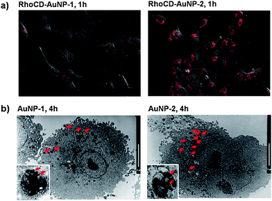 (a) Enhanced intracellular release: CLSM images of A549 cells incubated with Rho-AuNP-1 or Rho-AuNP-2 for 1 h. (b) Enhanced intracellular uptake of AuNP carriers: TEM images of A549 cells incubated with AuNP-1 or AuNP-2 for 4 h (scale bars: 10 µm).