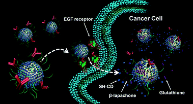 Schematic illustration for the enhanced cellular uptake of AuNPs by anti-EGFR antibody and glutathione-mediated intracellular release of AuNP-2 carriers.