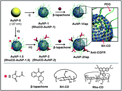 Schematic illustration of the functionalization of AuNP carriers with β-lapachone, using: i) SH-CD and mPEG-SH for AuNP-1 (RhoCD and mPEG-SH for RhoCD-AuNP-1); ii) SH-CD, mPEG-SH, and NHS-PEG-SH for AuNP-1.5 (RhoCD, mPEG-SH, NHS-PEG-SH for RhoCD-AuNP-1.5) and iii) anti-EGFR.