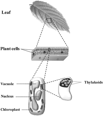 Schematic representation of thylakoid location within a plant.