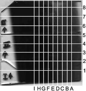 Scanned image of the film chosen for study. From left to right the gradating black to dark navy blue to brown yellow colours are observed indicating the multiple phase transitions across the film.