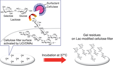Conceptual schematic illustration of the Lac modification of the solid cellulose surface viaSEE-mediated biocatalysis in a LiCl/DMAc solvent system.
