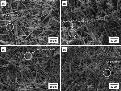 
            SEM images of the surfaces of (a) Ag-free ZnO paper; (b) AgNO3-treated ZnO paper (AgNPs@ZnO paper); (c) AgNO3-impregnated ZnO-free paper; (d) Ag powder-containing paper.