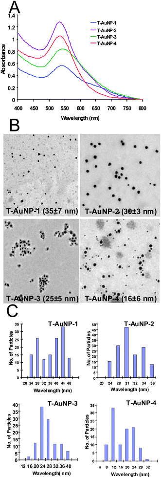 (A) UV-visible absorption spectra, (B) TEM images and (C) size distribution histograms of T-AuNPs.