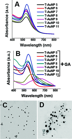 
              UV-Vis
              absorption spectrum of gold nanoparticles generated using (A) commercially available phytochemicals from tea, (B) commercially available phytochemicals from tea and gum arabic. T-AuNP-5 to T-AuNP-11 correspond to the gold nanoparticles generated using thiaflavins, epicatechin gallate, catechin, catechin gallate, epicatechin, epigallocatechin and EGCG respectively. TEM images of gold nanoparticles obtained using (C) catechin only (D) epigallocatechin gallate only.