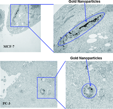 
            TEM images showing endocytosis of T-AuNP-1 in cells.