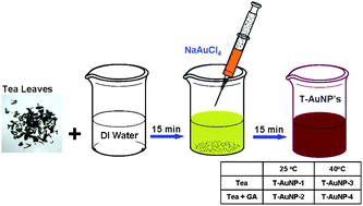 Synthesis of T-AuNPs from black Darjeeling tea leaves.