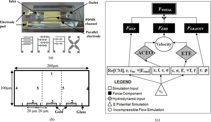 (a) An image of an assembled device. Conceptual drawings of the four electrode types, (from left to right) parallel interdigitated (20 μm width and 20 μm gap), castellated (20 μm width and 20 μm gap from main arm to main arm), potential well (20 μm width solid electrode, 10 μm width potential well electrodes. The pocket is a 20 μm square and the interelectrode gap is 60 μm at its closest) and quadrupole (adjacent electrodes are separated by a 50 μm gap and opposite electrodes are 200 μm apart) are shown. (b) Geometry (cross-sectional view of the microchannel) and boundary conditions for numerical simulation. For the electrostatics simulation: Zero charge on 1, and 4; V0 = Vrms/2 on 2; V0 = −Vrms/2 on 3; continuity for 5. For the convection and conduction simulation: Continuity on 1; zero heat flux on 4 and 5; and fixed temperature on 2 and 3. PDMS above the channel and glass below the channel have a thermal conductance of 0.15 W m−1K−1 and 0.6 W m−1K−1 respectively. For the incompressible Navier–Stokes simulation: 0 pressure on 4; No slip on 1; slip velocity (electroosmotic velocity) on 2 and 3; and symmetry conditions on 5. (c) Simulation strategy flow chart.