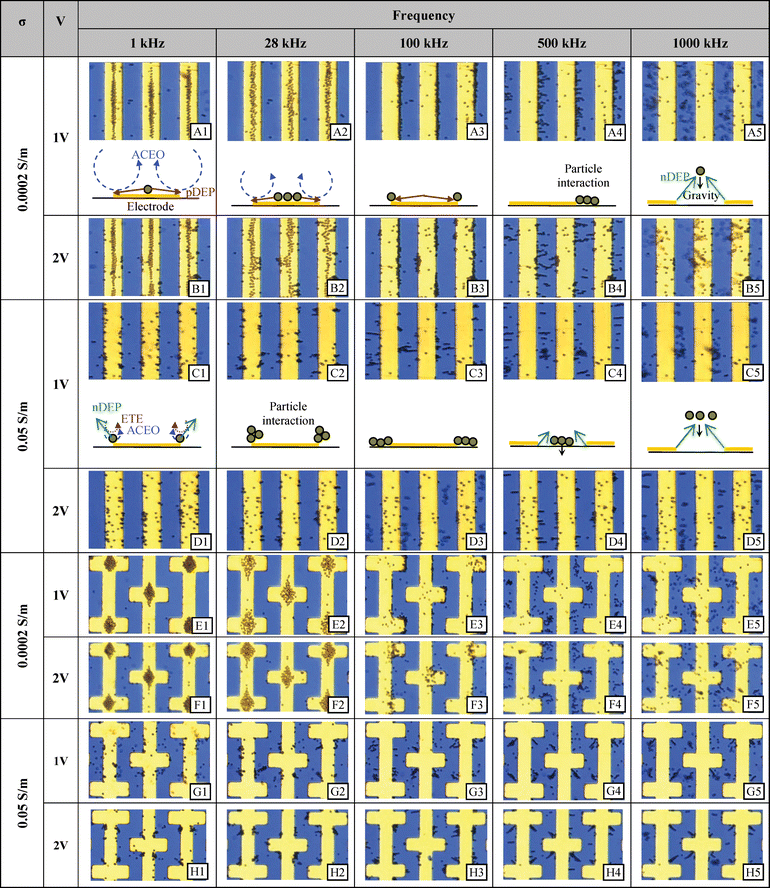 Experimental results at selected frequencies and voltages for the parallel and castellated interdigitated electrodes using two different conductivities. 2 μm diameter polystyrene microspheres were randomly dispersed before a signal was supplied.