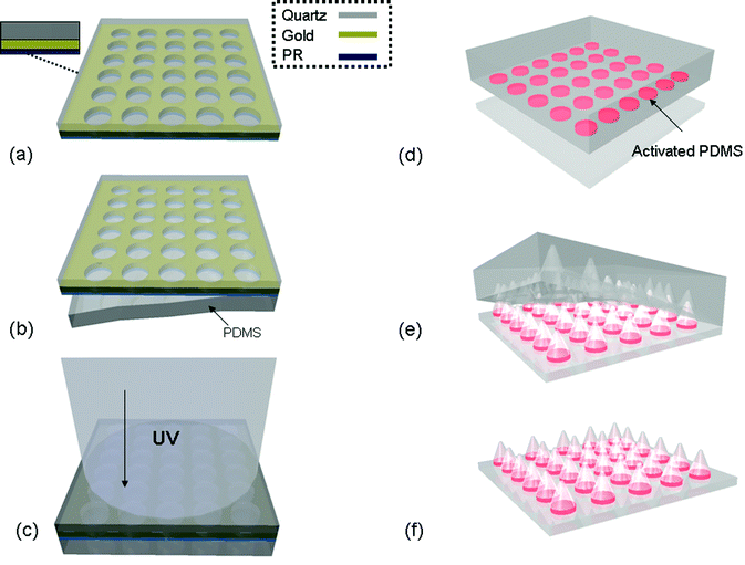 Schematic representing the masterless soft lithography transfer method. (a) Depiction of the UVO photo mask with insert illustrating a cross section of the components of the mask. (b) The patterned side of the UVO photomask is brought into conformal contact with a flat unpatterened PDMS slab and then (c) exposed to UV/Ozone (through the quartz side of the mask) to activate the PDMS in discrete regions. (d) The activated PDMS is then separated from the mask, placed activated side down onto a clean glass substrate, and heated at 70 °C for at least 1 hour. (e) After cooling to room temperature, the bulk PDMS is slowly peeled from the glass surface, creating an array (f) of conical PDMS features on the glass coverslip.
