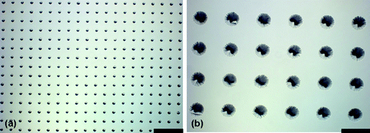 
          Optical micrographs of PDMS conical features on glass substrates formed using masterless soft lithography. (a) 20 µm diameter with 40 µm spacing (edge to edge) (b) 100 µm diameter with 100 µm spacing. Scale bar is 180 µm.