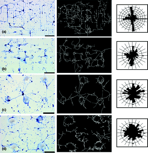 
            Optical micrographs, at the same magnification and light settings, of hippocampal neurons plated on glass substrates patterned with conical posts of PDMS (first column), corresponding trace of neuronal networks on patterned substrates (Neurolucida) (middle column) and subsequent polar histograms (third column) representing branching angle characteristics of the neuronal network (Neurolucida Explorer) created from each trace are presented. Polar histograms visually represent the amount of process length (scaled to total process length for each examined cell network) at a given branching angle range. (a) 10 µm diameter, 10 µm spacing; (b) 20 µm diameter, 40 µm spacing; (c) 50 µm diameter, 100 µm spacing; and (d) 100 µm diameter, 200 µm spacing. Scale bar is 90 µm.