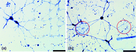 
            Optical micrographs of hippocampal neuron process outgrowth on PDMS post arrays, illustrating a preference for topography. (a) Neuron growth on a 15 × 10 pattern, highlighting the behavior of two cell somas, having been plated outside of the patterned mesh region, directing their processes onto the grid to interact with the PDMS features. (b) Neuron growth on an incomplete transfer of a 100 × 200 pattern, where a cell soma is seen to direct its outgrowth to interact with topography that is not visible with optical techniques. (Dashed line indicates approximately where activated PDMS came in contact with glass but did not transfer appreciably.) Scale bar is 90 µm.