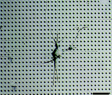 
            Optical micrograph of non-mammalian bag cell neurons (Aplysia californica) on a 15 × 10 array, highlighting fundamentally different outgrowth behavior versus the mammalian neurons, one which is dictated by contact avoidance of PDMS post arrays as they navigate the mesh. Scale bar is 110 µm.