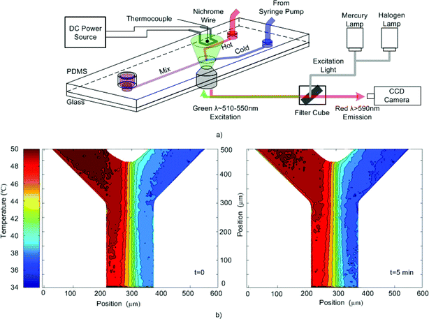 (a) Schematic of the experimental setup of the Y-channel PDMS chip. (b) Temperature contour plots of the intersection obtained from two images taken 5 min apart while applying the photobleaching technique to prepare the area for fluorescent based thermometry.