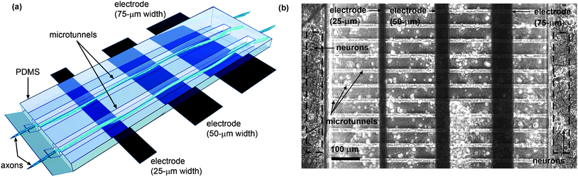 (a) Pictorial representation and (b) phase-constract image of microtunnel architecture, electrode positions and neuronal growth. The electrodes are positioned underneath the PDMS layer. Axonal growth runs perpendicular to each electrode and is physically guided by the long and narrow microtunnels. During plating, neurons also land on top of the microtunnels (indicated by the white circles in (b)).