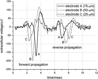 Enhanced extracellular recording of an action potential. The two independent spikes (found by chance) propagate in opposite directions. The forward propagation timing is from electrode C to B to A, and vice-verse for the reverse direction. The background noise level is 15 µV P-P.