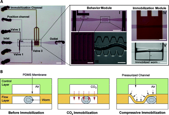 (A) The microfluidic device consists of the behavior (pictures I, II and III) and immobilization modules (pictures IV and V). The saw shape channel (III) is used to facilitate the revitalization of the worm and the on-chip quantification of the worm's locomotion pattern. PDMS pillars (II) do not allow the worm to enter the position channel. When high pressure (25 psi) is applied to the immobilization channel the worm is compressed on the microfluidic sidewalls (V). Scale bar, 1 mm (left picture). Scale bars are 300 µm, 500 µm, 10 µm, 100 µm, 300 µm for pictures I–IV respectively. (B) Immobilizing the worm by passing a CO2 stream or by pressurizing the immobilization channel (control layer).