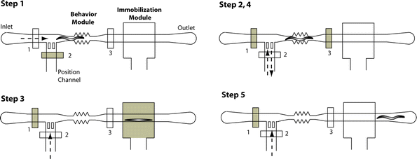 Sequence of events (five steps) for the on-chip characterization of the worm locomotion activity: 1) the worm is loaded inside the flow channel (valve 2 is closed), 2) the worm is positioned inside the behavior module by controlling the flow in the position channel (valves 1 and 3 are closed), 3) the worm is pushed into the immobilization module (valve 3 is open). The worm is immobilized by pressurizing the immobilization channel in the control layer with air (25 psi) or by applying CO2 (10 psi), 4) the worm is released and sent back into the behavior module (valves 1 and 3 are closed), 5) the worm is forced out of the chip by applying positive pressure into the position channel (valve 3 is open). It should be mentioned that all valves are partially closed when activated, allowing flow through them. That ‘leaky’ operation is typical for valves of rectangular cross-section.20