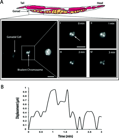 (A) Fluorescent images of gonadal cells undergoing meiotic prophase. Pictures I–IV represent the position of a bivalent chromosome at different time instants, (B) the graph indicates the total displacement of a single bivalent chromosome from its initial position (at t = 0 min) relative to the displacement of the cell. Images were obtained with a 100x oil immersion objective. Scale bar is 2 µm in all images.