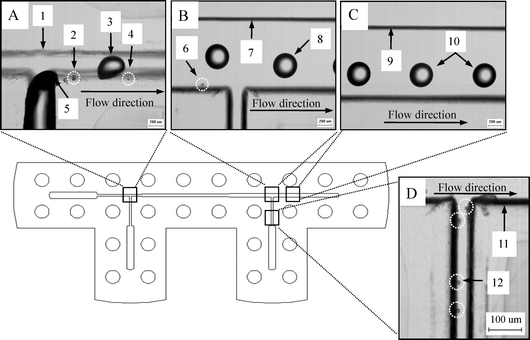 The top view photographs of droplets generation/sorting in the microchannels. (A) Parent/satellite droplets are generated under sheath fluid in the 1st T-junction channel. (B) Photo in the 2nd T-Junction region. (C) Photo in the downstream. (D) Photo in the side channel (1, 7, 9, 11 are channel wall; 2, 4, 6, 12 highlights are satellite droplets; 3, 8, 10 are parent droplets, 5 sample flow. Scale bars A to C are 200 μm, and scale bar D is 100 μm).