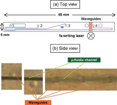 (a) Layout of the CE chip, on which the optical waveguides have been inscribed; (b) side views of femtosecond laser written waveguides at different positions with respect to the microfluidic channel.