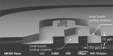 
          SEM image of the fabricated, curved rectangular microchannel with a radius of curvature of 200 µm.