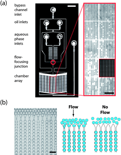 The ‘Dropspots’ device. (a) A Dropspots device that stores 8,000 drops in a 5 × 10 connected 160-chamber array within a 7 mm2 area. The device can be imaged using a microarray scanner, as illustrated in the white on black images where the channels are filled with fluorinated (FC40) oil containing rhodamine B. Scale, 1 mm. Inset: brightfield image showing ten arrays partly filled with drops. White on black image shows details of the microarray scan. Scale, 500 µm. (b) Brightfield image and schematic diagram that illustrate the loading of the Dropspots device. Scale, 100 µm.