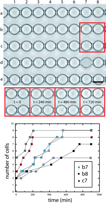 Monitoring growth rates of single cells. An array of chambers in a Dropspots device is filled with drops containing yeast cells. The number of cells in individual drops is tracked over time and is observed to increase over the 15 hour incubation period. Shown here is a small area of the filled array and growth trajectories for 6 individual representative drops. Color plots represent drops identified in the image. Scale, 40 µm.