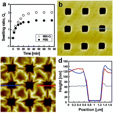 (a) Swelling behavior of PVA hydrogel in 10 mM PBS and deionized water at room temperature. Dry patterns with a mean height of 58 nm were used. (b, c) Height AFM images of the 500 nm patterned PVA hydrogels on gold substrate (b) before and (c) after swelling by 10 mM PBS solution. (d) Cross-sectional AFM images at each sate: (gray line) dry state and (blue and red lines) hydrated state.