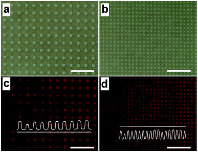 (a, b) Optical and (c, d) fluorescent images of (a, c) 1 µm and (b, d) 500 nm patterned PVA hydrogel on SiO2 substrates. Fluorescent images of raft vesicles, containing 1 mol% TR-DHPE, are shown after selective deposition onto PVA patterned SiO2 substrates. Insets show the fluorescence intensity. Scale bars: 10 µm.