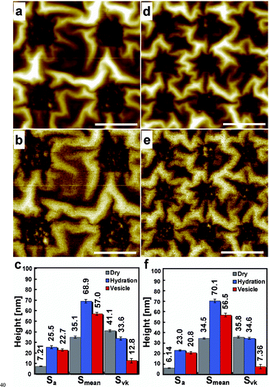 (a, d) Height and (b, e) phase AFM images of (a, b) 500 nm and (d, e) 300 nm patterned PVA hydrogels on gold substrates in 10 mM PBS after the dropwise addition of raft vesicles containing 5 mol% DSPE-PEG-PDP. Scale bars: 1 µm. Roughness charts of (c) 500 nm and (f) 300 nm patterns at each state: (gray bar) dry states, (blue bar) hydrated states, and (red bar) vesicle dropped state. Roughness data (Sa: roughness average, Smean: mean height, and Svk: reduced valley height), that is the averaged values at five different locations on the same substrate, were estimated using SPIP V3.3.7.0.