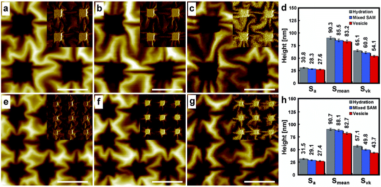Height and phase (inset) AFM images of (a–c) 500 nm and (e–g) 300 nm patterned PVA hydrogels on gold substrates in 10 mM PBS. Dry patterns with a mean height of 45 nm were used: (a, e) hydrated states, (b, f) DSPE-PEG-PDP/ME mixed SAM-formed states, (c, g) raft vesicle dropped states. Scale bars: 1 µm. Roughness charts of (d) 500 nm and (h) 300 nm patterned PVA hydrogels at each state: (gray bar) hydrated state, (blue bar) mixed SAM-formed state, and (red bar) vesicle-dropped state. Roughness data (Sa: roughness average, Smean: mean height, Svk: reduced valley height), that is the averaged values at five different locations on the same substrate, were estimated using SPIP V3.3.7.0.