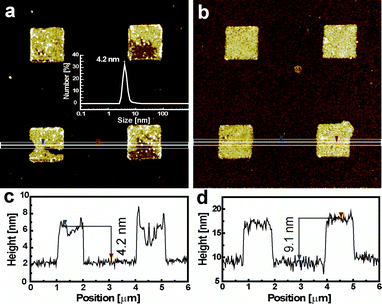 (a, b) Height and (c, d) cross-sectional AFM images of a 1 µm patterns of (a, c) the mixed SAM-formed state after PMMA lift-off and (b, d) the raft vesicle dropped state on gold substrates in air. Inset shows the size distribution of DSPE-PEG-PDP measured by non-invasive back-scattering in 10 mM PBS at room temperature.