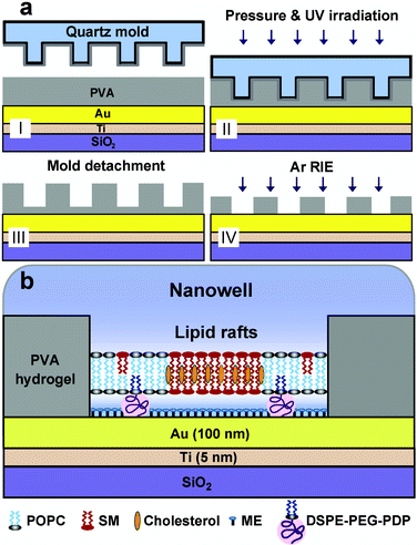 (a) Schematic diagram showing the fabrication of PVA nanostructures with thermal-assisted UV-NIL. (b) Schematic diagram of the proposed morphology of a lipid raft as a form of tethered lipid bilayer membrane (tLBRM) in the nanopatterned PVA hydrogel on a gold substrate (Au). The raft membrane, comprised of a mixture of POPC/SM/cholesterol (1 : 1 : 1 molar ratio), was formed on a mixed SAM of 2-mercaptoethanol (ME) and PEG lipopolymer (DSPE-PEG-PDP) in the PVA nanowell.