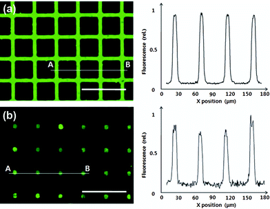 
          Fluorescence images (left) and intensity profiles (right) of (a) 10 µm-wide grid and (b) spot array patterns of PLL-FITC, which was patterned with micromolding in capillaries (MIMIC) and micro-contact printing (µCP) processes, respectively (Scale bar = 100 µm).