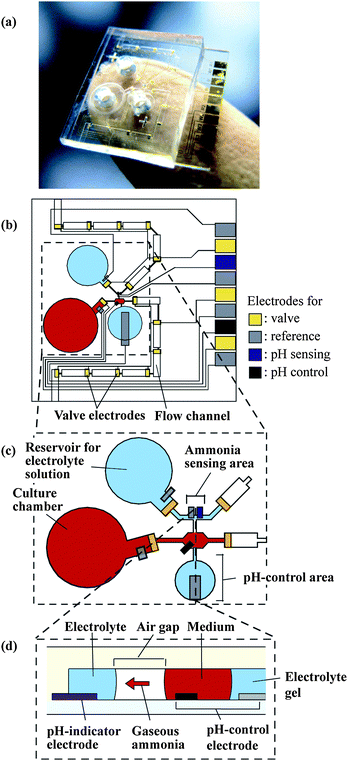 Microsystem for monitoring ammonia metabolism of hepatocytes. (a) The microsystem. (b) Detailed layout of the microfluidic components. (c) Magnified view of the ammonia sensing area. (d) Cross-section of the ammonia sensing area.