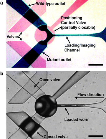 Microfluidic device for rapid screening. (a) Optical micrograph of the device active region. Channels are filled with dyes to reveal key features: blue, sample flow layer; red, valves. (b) A frame from a video showing a worm being loaded into the field of view for imaging. Scale bars are 250 µm.