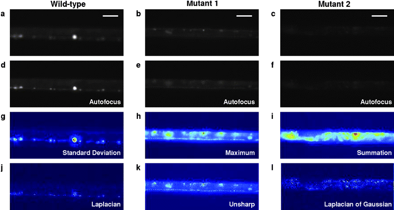 Computer-assisted phenotyping to identify mutants of interest. (a,d,g,j) Wild type. (b,e,h,k) Apparent synaptic mutant showing altered reporter expression along the nerve cord and puncta structures. (c,f,i,l) Mutant showing reduced YFP expression. (a–c) Images of animals that entered, not necessarily in focus and potentially rotated, resulting in an unclear image of the region of interest. (d–f) Images determined to be in focus by computer after a series of images at different focal planes were acquired. (g–i) Selected alternative methods of viewing z-stack by flattening the matrix of images. (g) Flattening by taking the standard deviation of the z-stack at each x-y location. (h) Flattening using the maximum value at each x-y location. (i) Flattening by taking the summation in the z-direction at each x-y location. (j–l) Applying a few of the image processing features to the flattened image to accentuate different features. (j) Laplacian filter. (k) Unsharp filter. (l) Laplacian of Gaussian filter. Scale bars 30 µm.