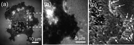(a) Bright-field reflection image of a CL1-0 cell acquired when the grid pattern was removed from the light path. (b) Enlarged view of the region in the dashed square in (a). Some filopodia are identifiable but unclear. (c) Super-resolution NIWOP image of the same area in (b). A number of identifiable filopodia are indicated by arrows.