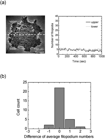 (a) Temporal variation of the numbers of filopodia when a CL1-0 cell is placed inside the culture chip with a stable medium flow field from the top to the bottom. The numbers of filopodia are counted on the super-resolution NIWOP image as shown in this figure. (b) The differences between the filopodium numbers (average in 1000 seconds) on the upper and lower sides of 30 cells. 22 cells show differences within ±0.5; and the largest difference is smaller than 2.5.