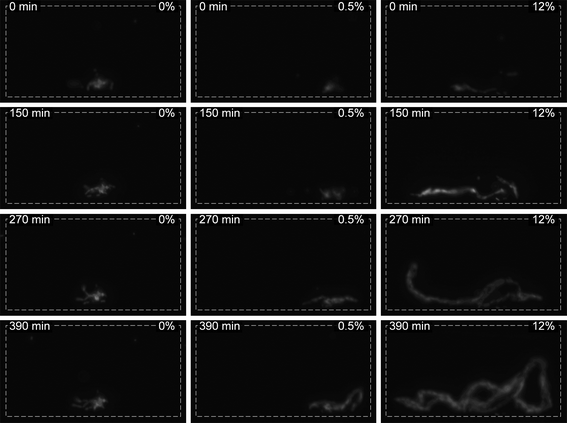 
            Fluorescence micrographs of three growth chambers with E. coli colonies at different time points. The chambers were situated under the gas test channels with [O2] of 0% (left column), 0.5% (central column), and 12% (right column). The photographs were taken at 0, 150, 270, and 390 min from the point at which the growth curve measurements were started. Dashed lines show the boundaries of the growth chambers, 100 × 50 µm in size. The micrographs were taken with a 60×/1.2 WI objective and a CoolSnap HQ camera, under illumination with the royal-blue LED using a GFP filter cube.